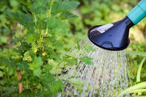 When to water and feed your plants